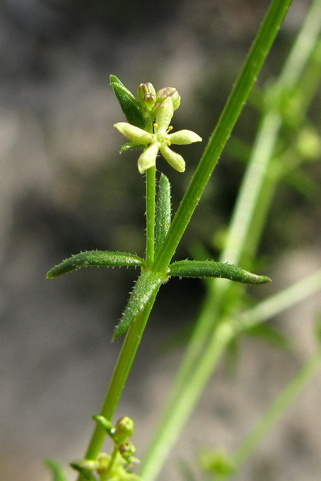 Galium gaudichaudii (hero image)