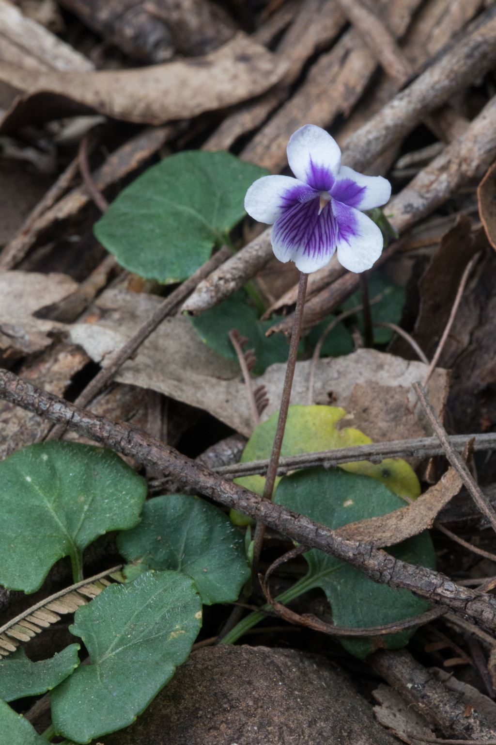 Viola hederacea (hero image)