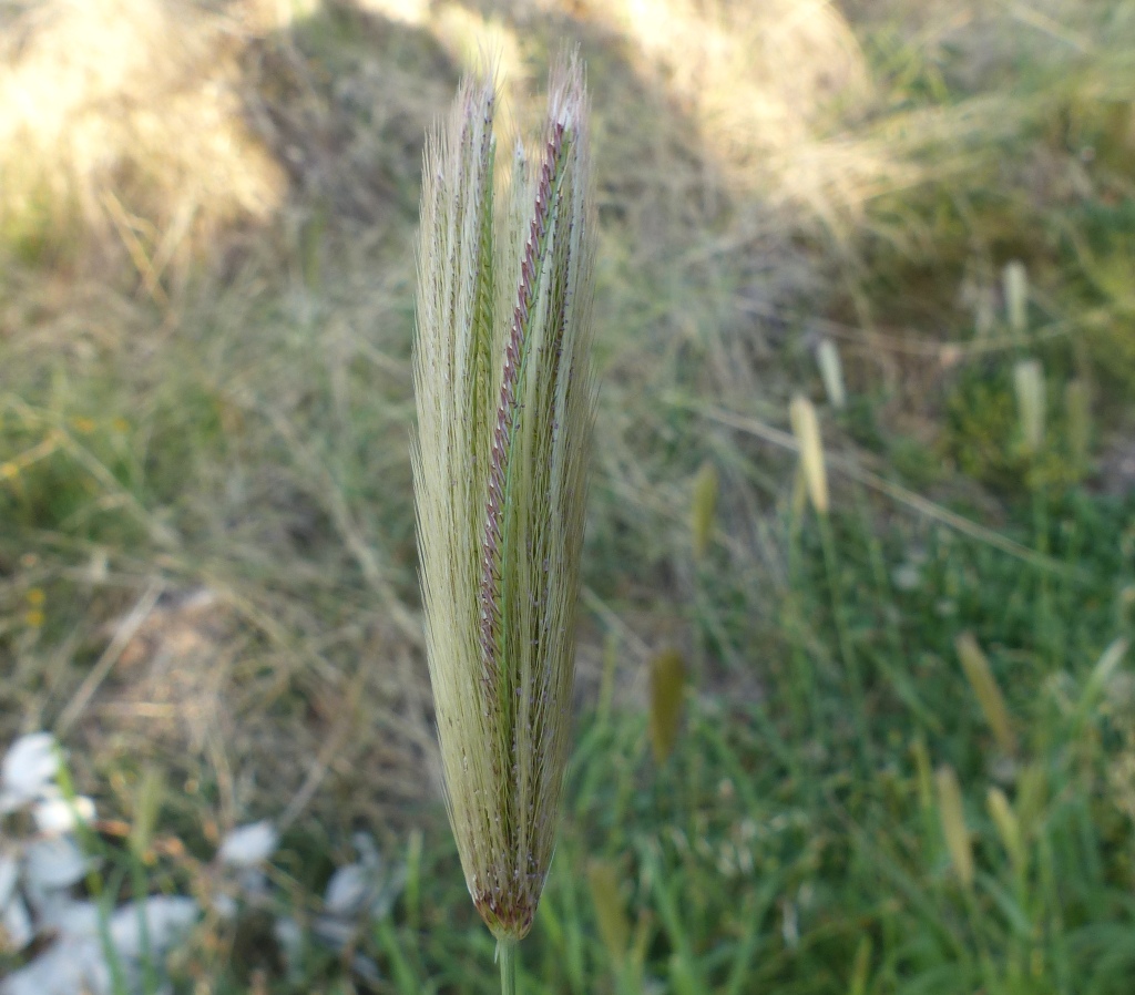 Poaceae (hero image)