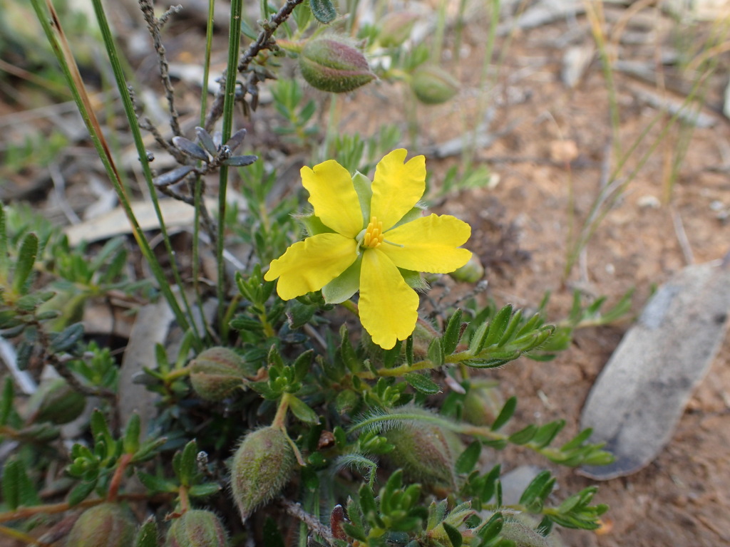 Hibbertia humifusa subsp. humifusa (hero image)