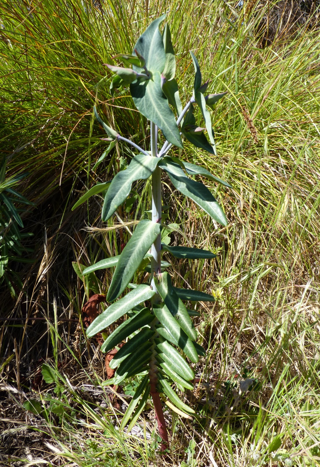Euphorbia (hero image)