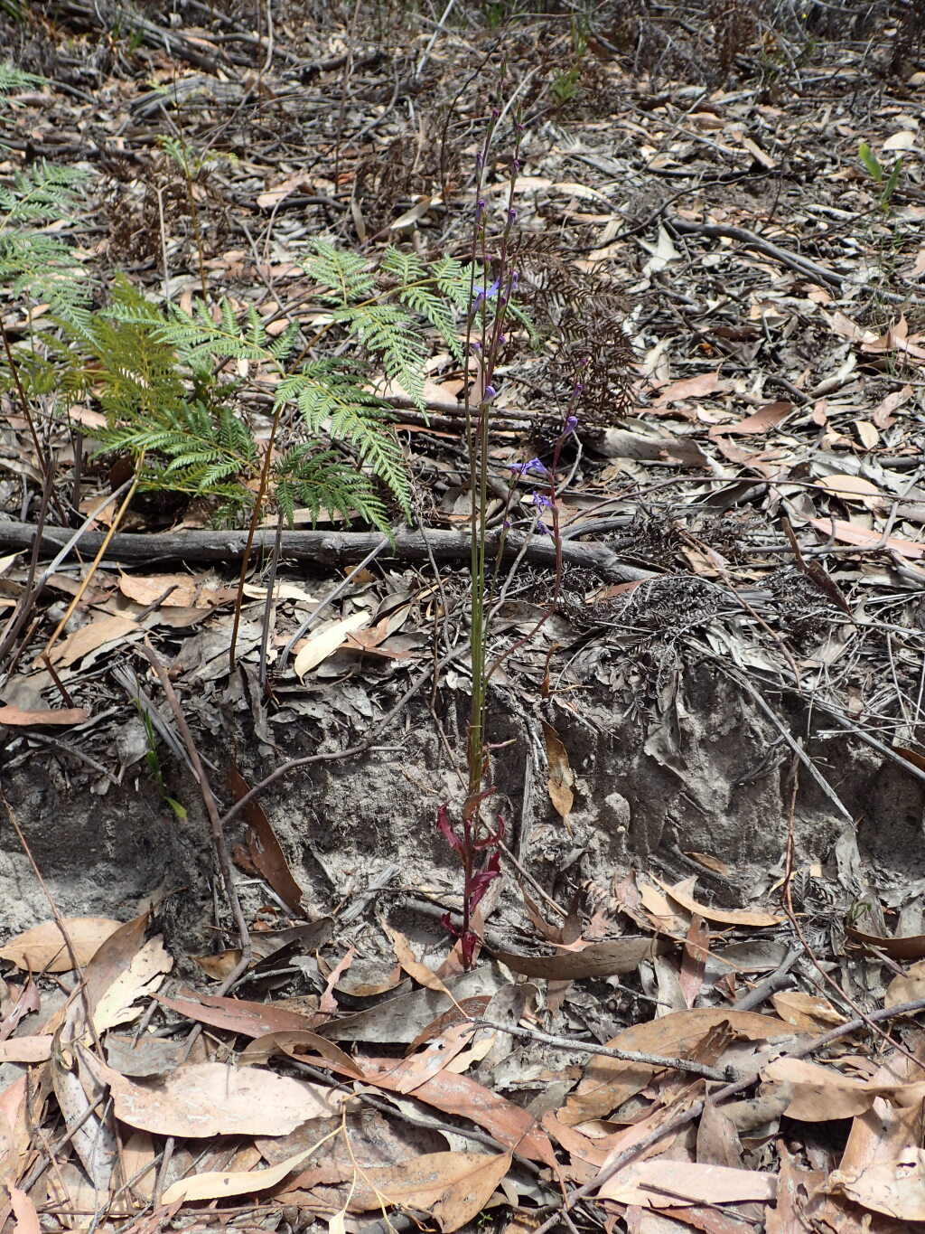 Lobelia simplicicaulis (hero image)