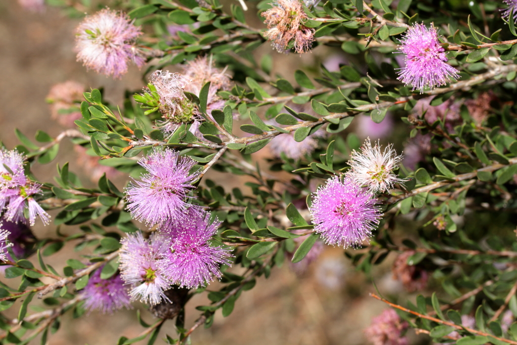 Melaleuca nesophila (hero image)