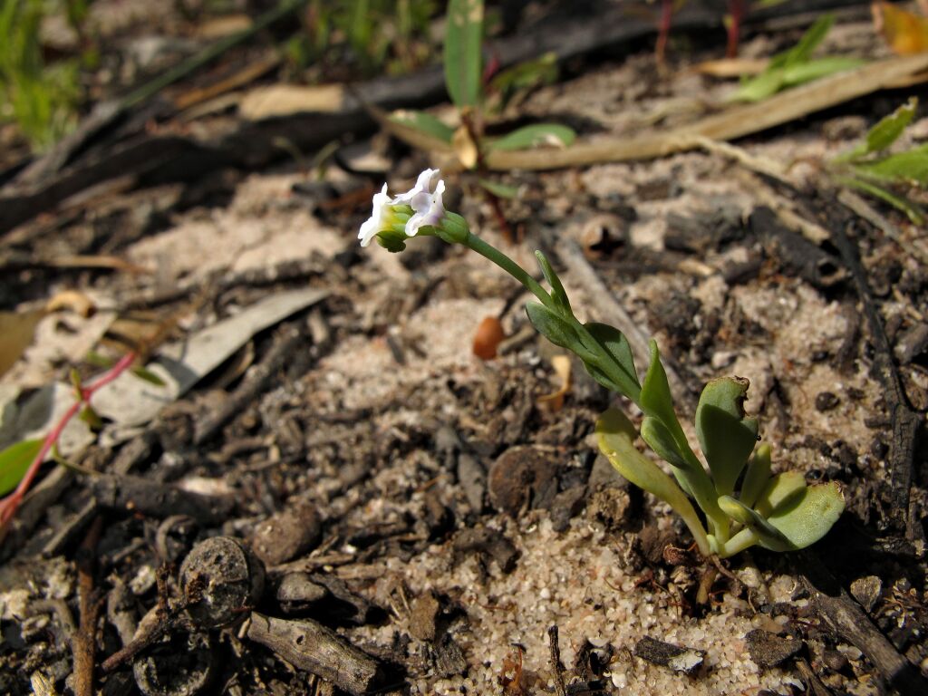 Heliotropium curassavicum (hero image)