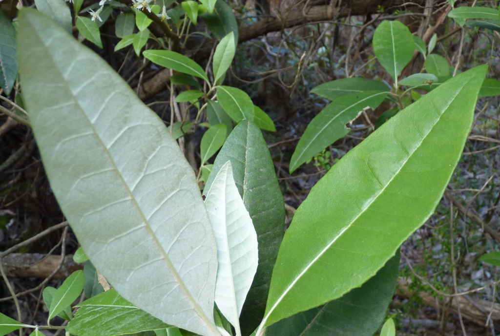 Olearia argophylla (hero image)