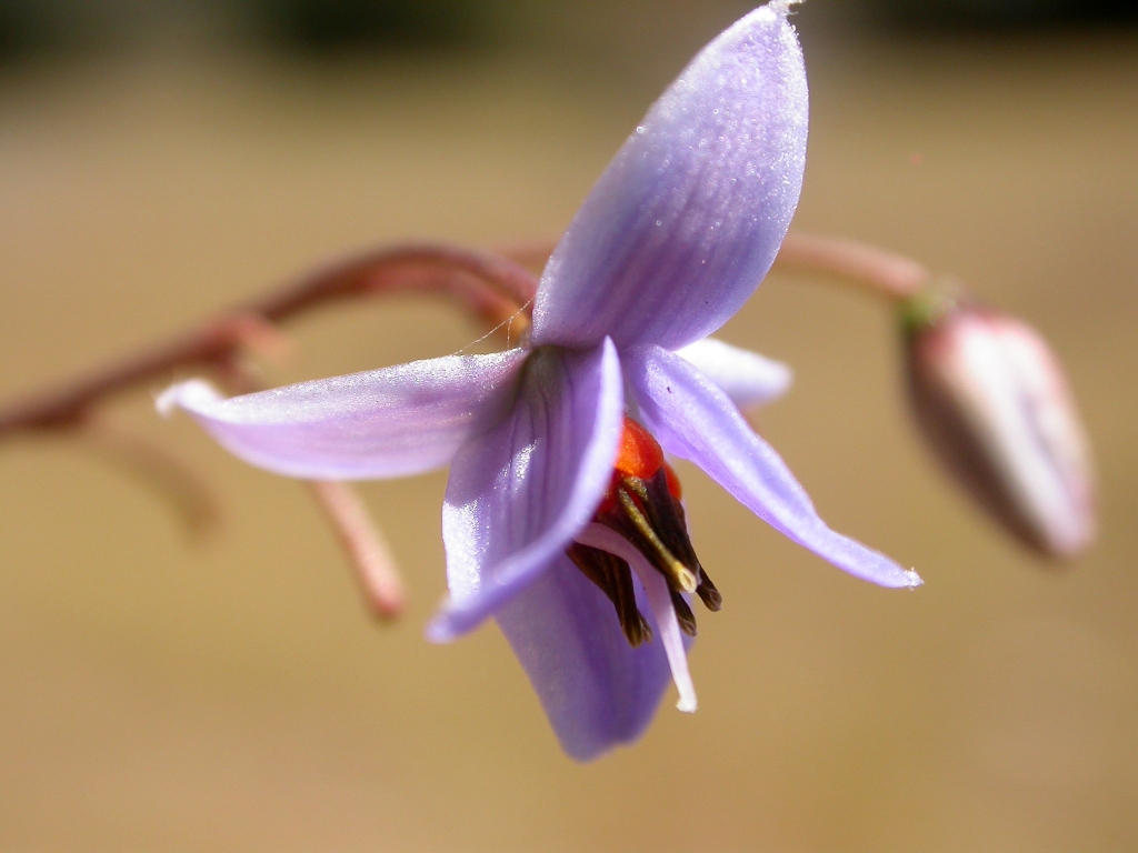 Dianella callicarpa (hero image)