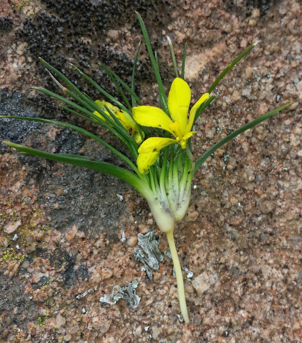 Moraea fugacissima (hero image)