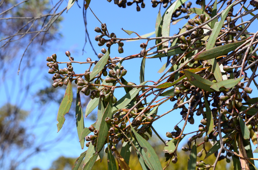 Eucalyptus walshii (hero image)