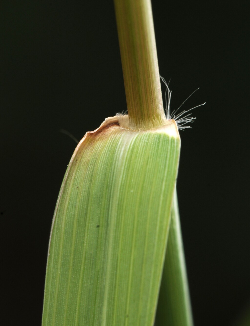 Eragrostis mexicana (hero image)