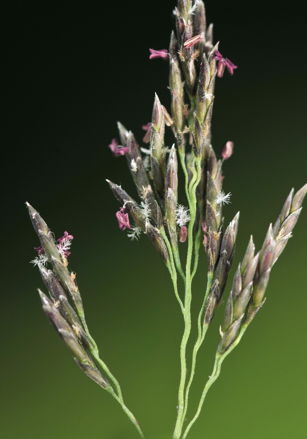 Eragrostis curvula (hero image)