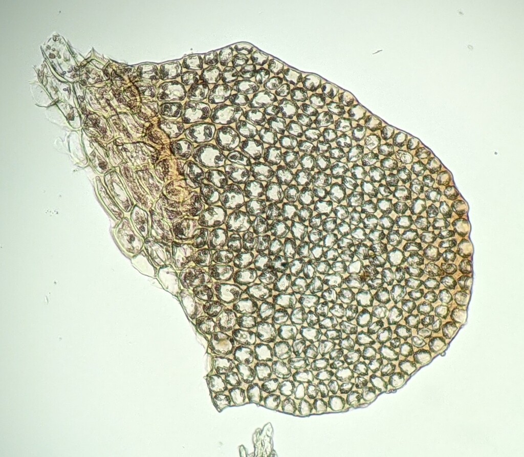 Jackiella curvata (hero image)