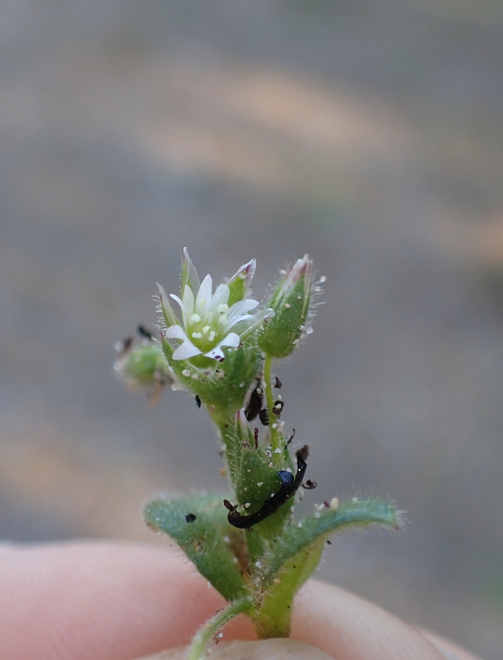 Cerastium pumilum (hero image)