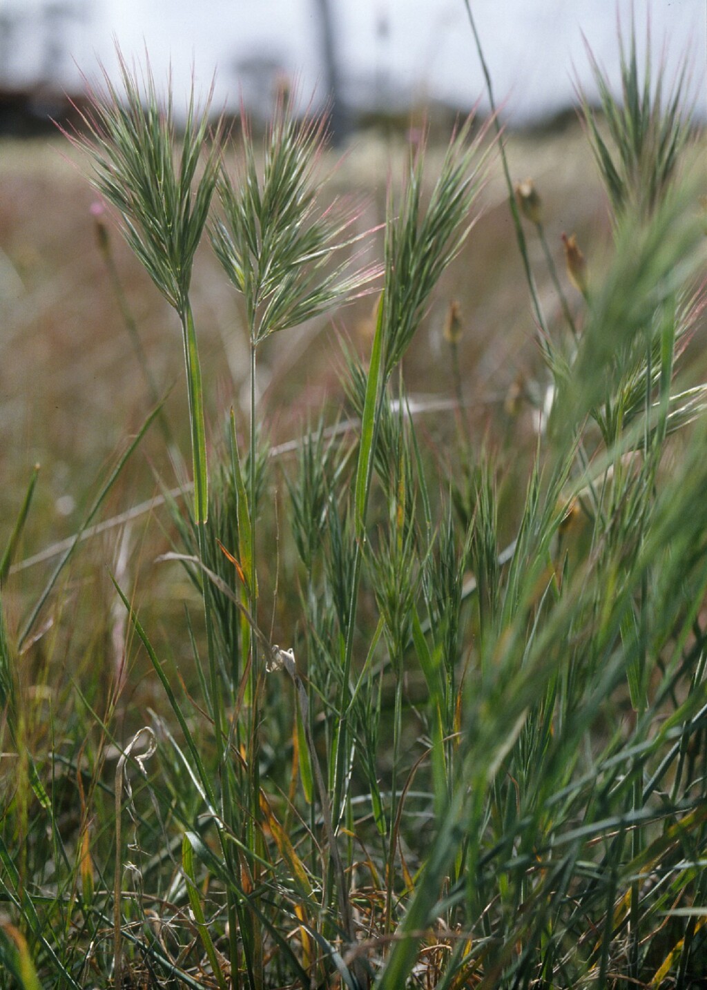 Bromus rubens (hero image)