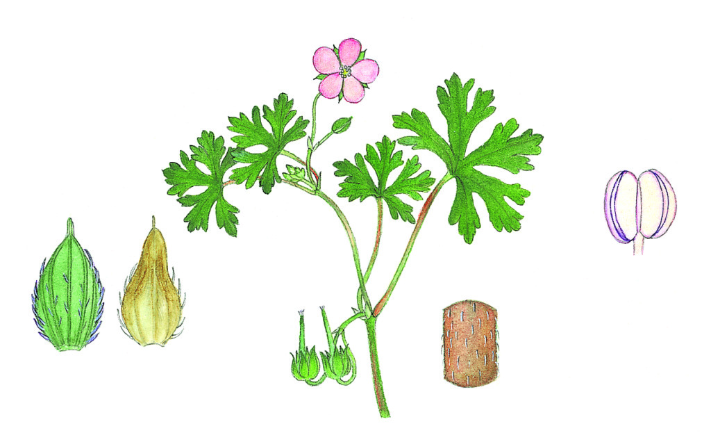 Geranium sp. 5 (hero image)
