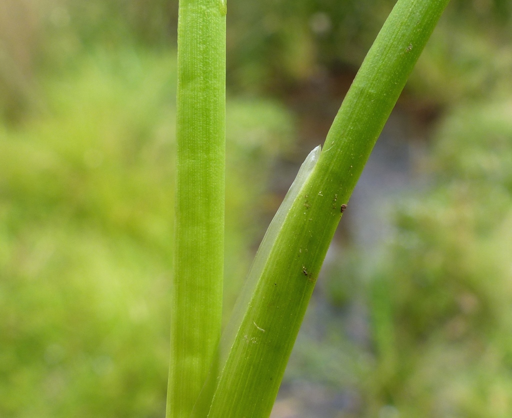 Juncus fockei (hero image)