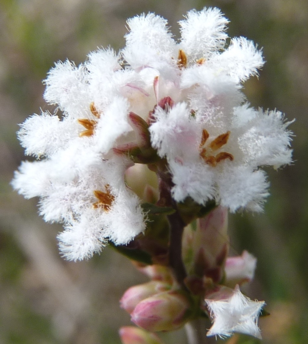 Leucopogon virgatus (hero image)