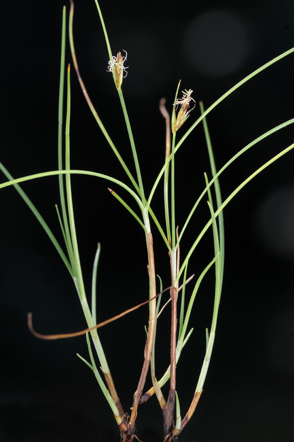 Carex archeri (hero image)