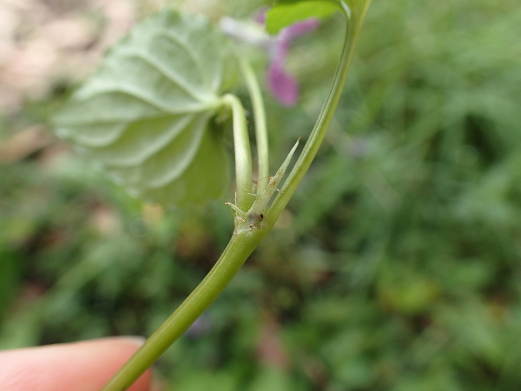 Viola riviniana (hero image)