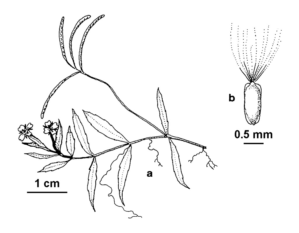 Epilobium willisii (hero image)