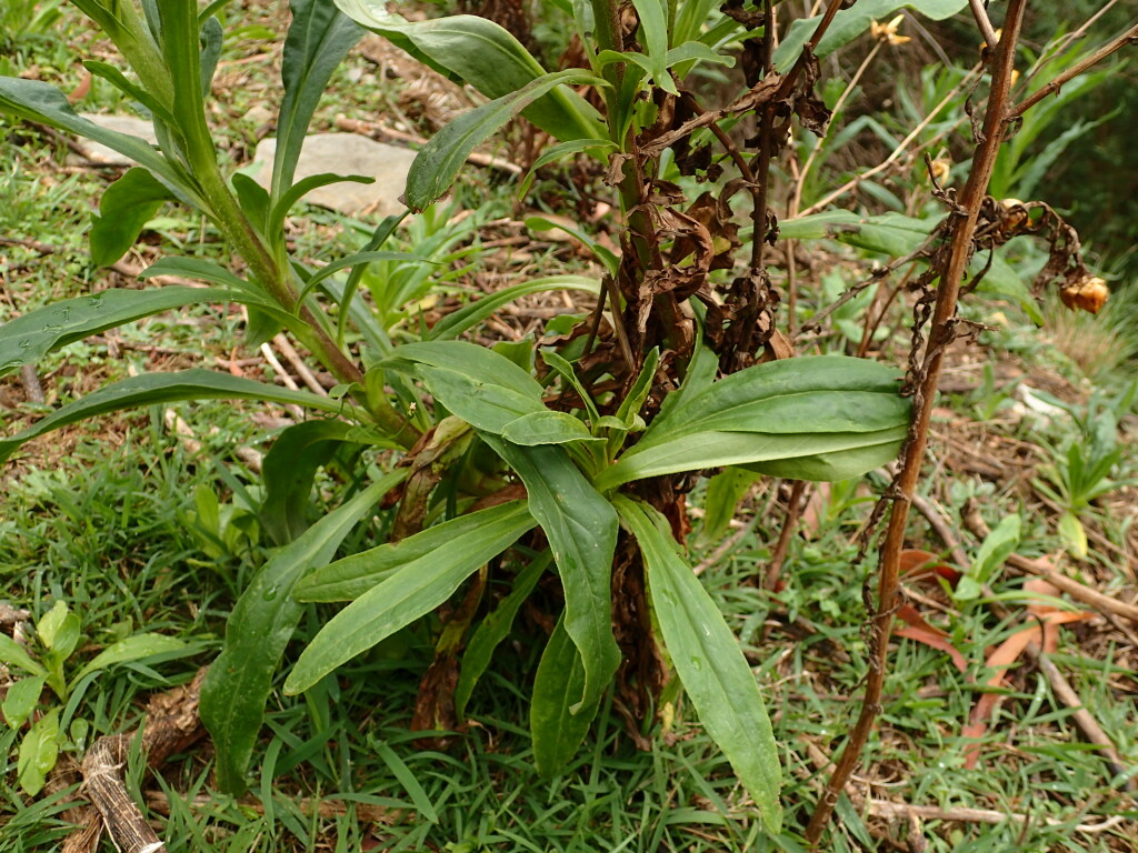 Xerochrysum bracteatum (hero image)