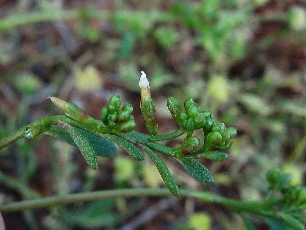 Montiaceae (hero image)