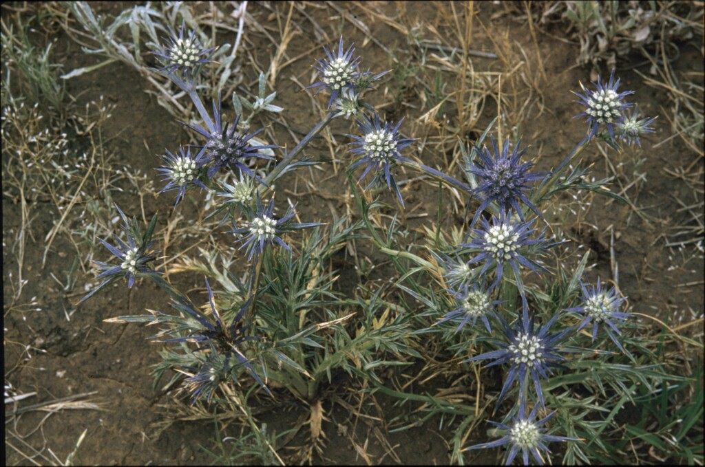 Eryngium ovinum (hero image)