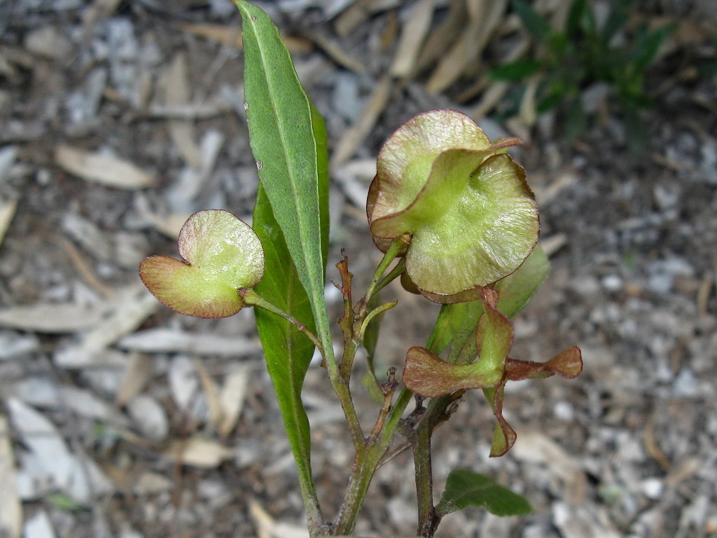 Dodonaea viscosa subsp. spatulata (hero image)