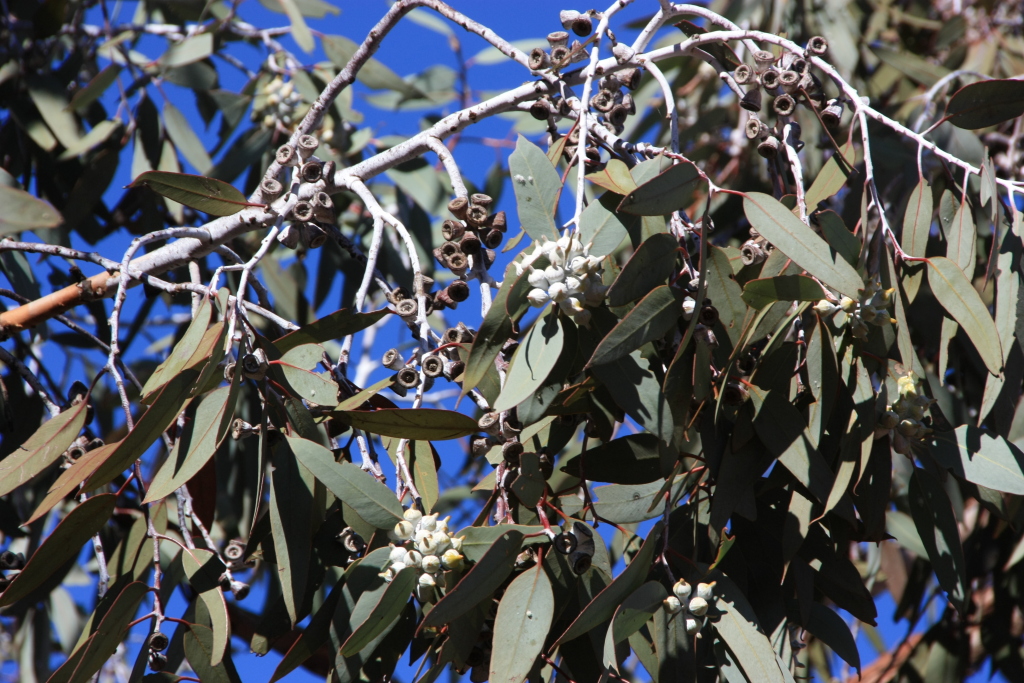 Eucalyptus woodwardii (hero image)
