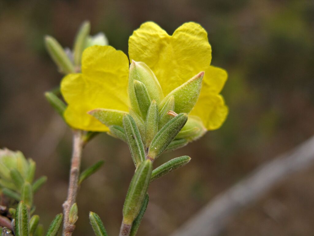 Hibbertia devitata (hero image)