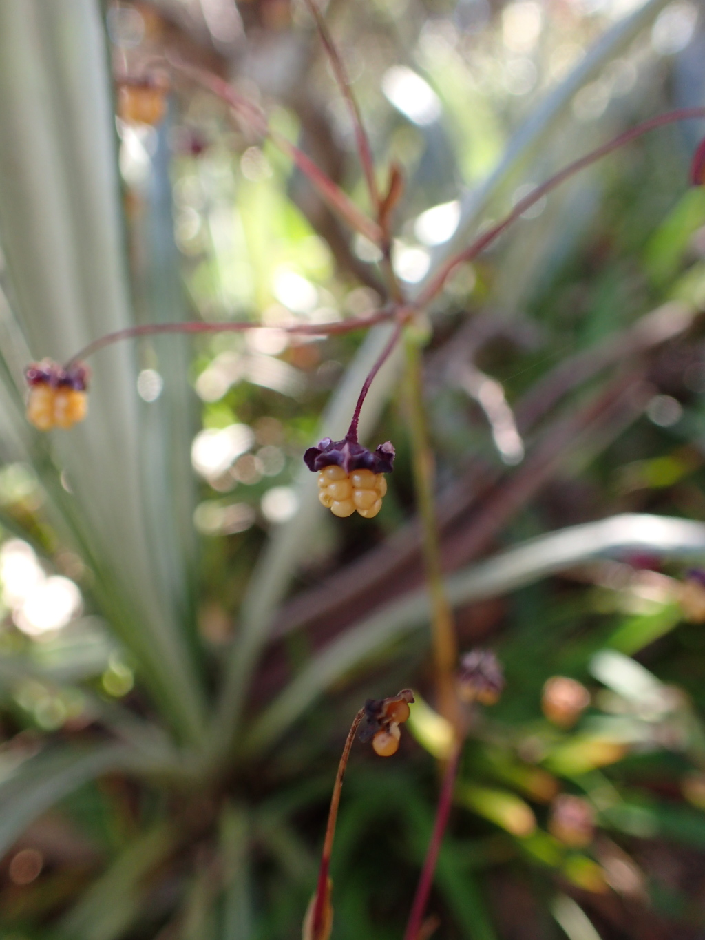 Libertia pulchella (hero image)