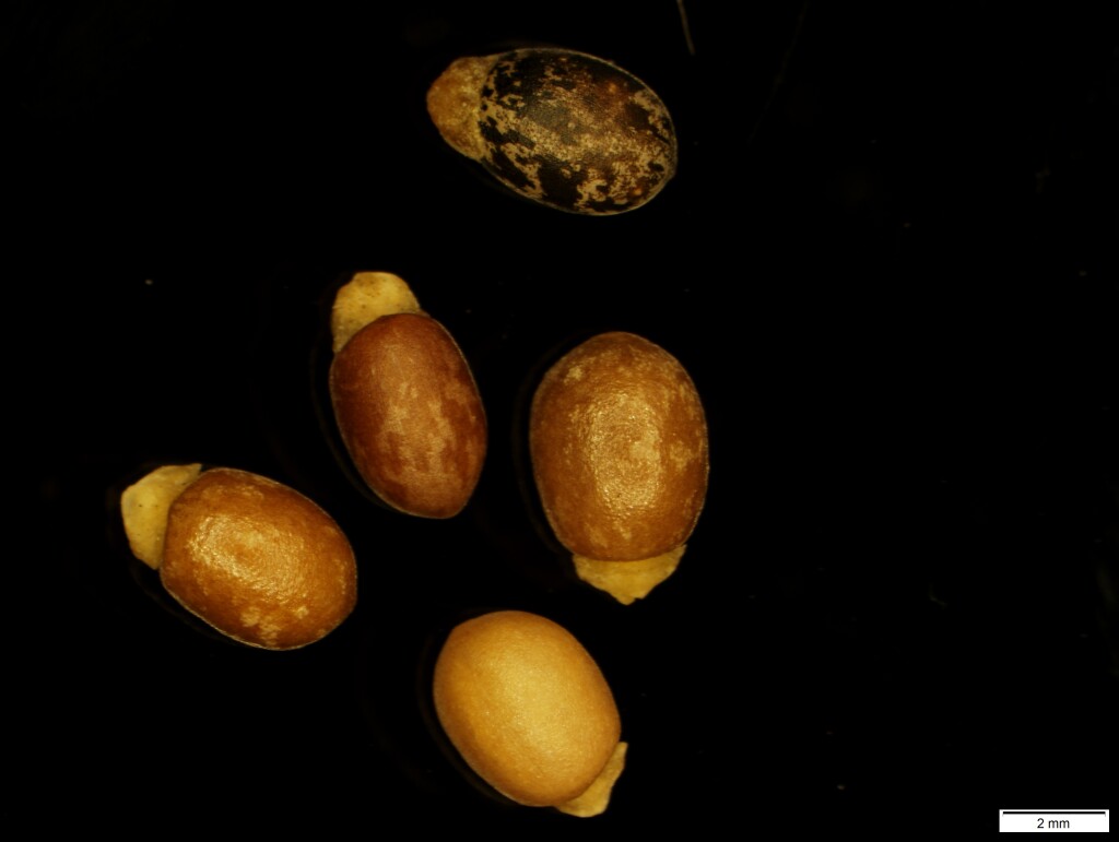 Beyeria opaca (hero image)