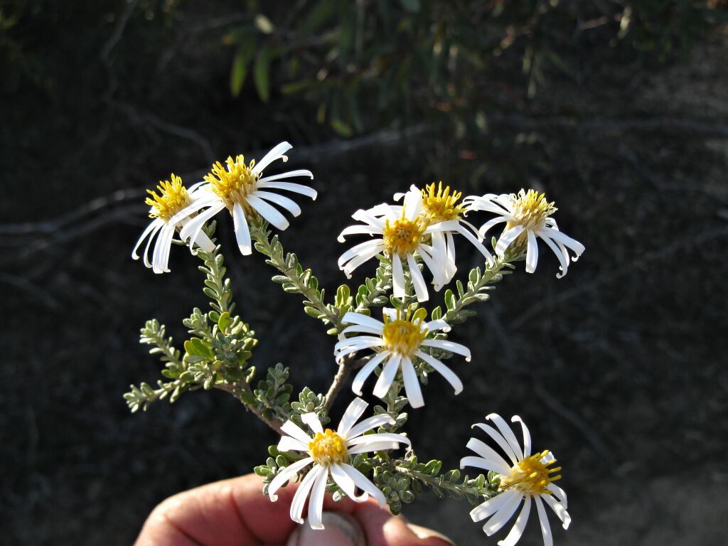 Olearia pimeleoides (hero image)