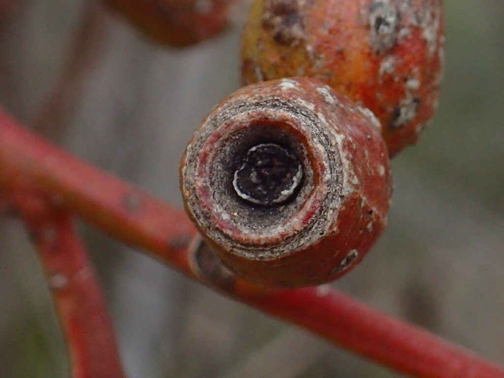 Eucalyptus costata subsp. murrayana (hero image)