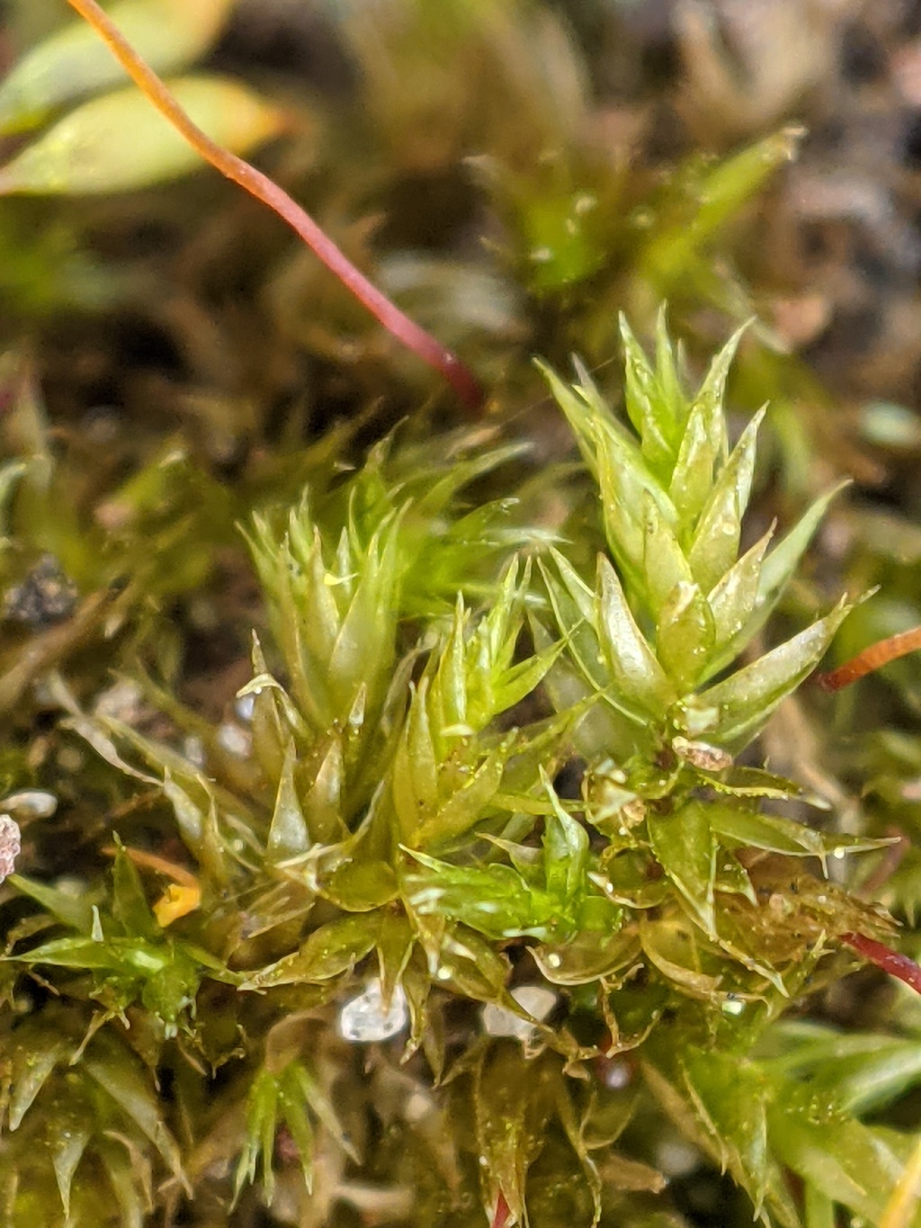 Sematophyllum (hero image)