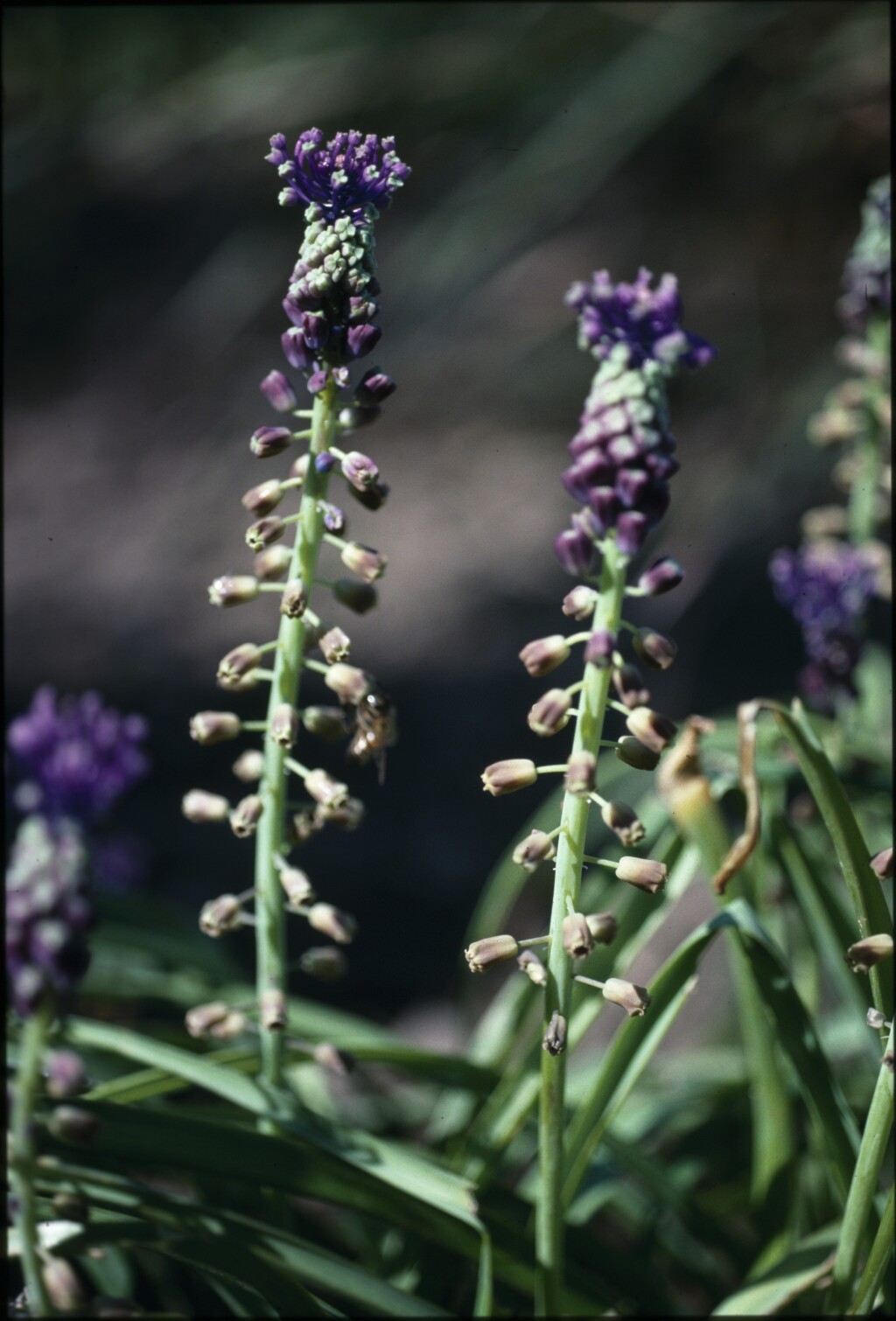 Muscari comosum (hero image)