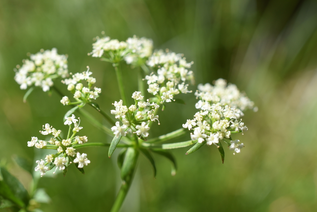 Berula erecta (hero image)