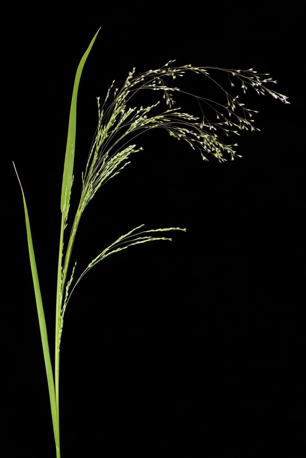 Lachnagrostis rudis (hero image)