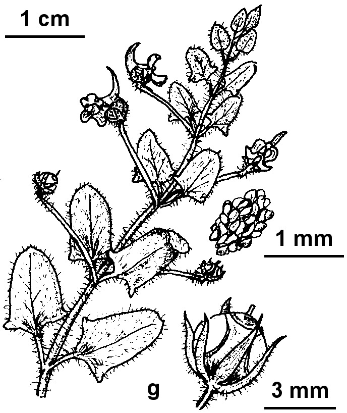 Kickxia commutata subsp. graeca (hero image)