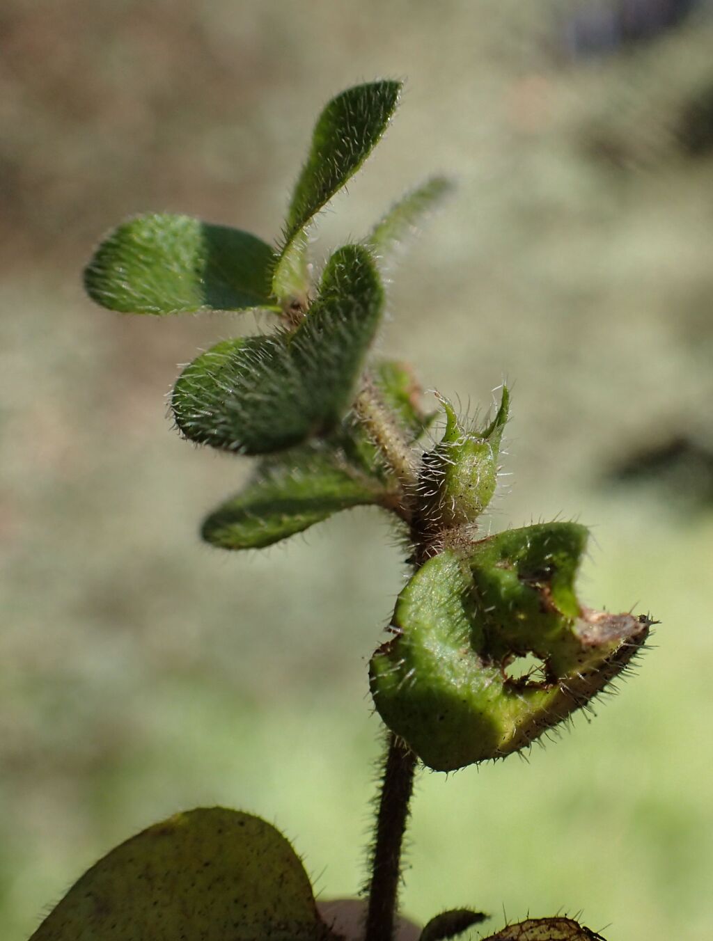 Leptostigma breviflorum (hero image)