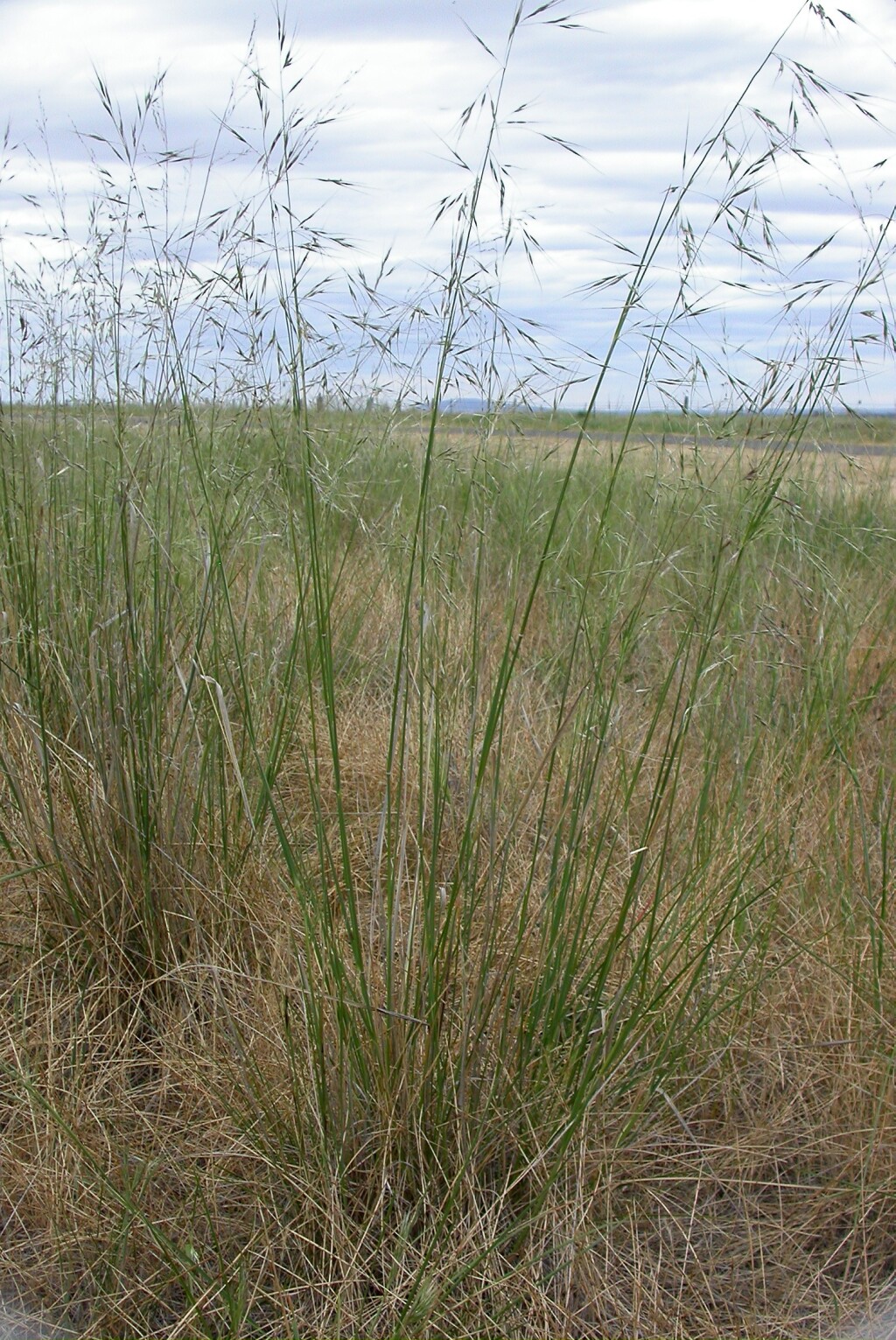 Austrostipa curticoma (hero image)