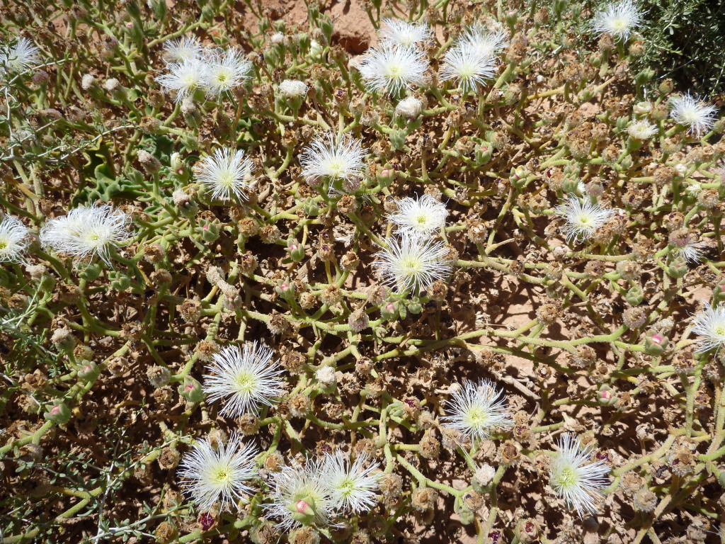 Mesembryanthemum guerichianum (hero image)