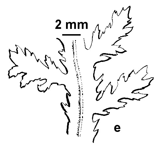 Achillea distans (hero image)