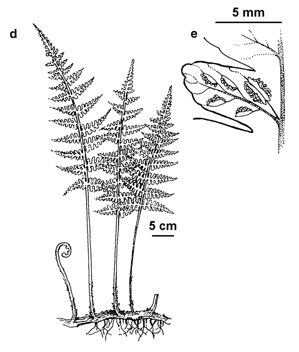 Deparia (hero image)