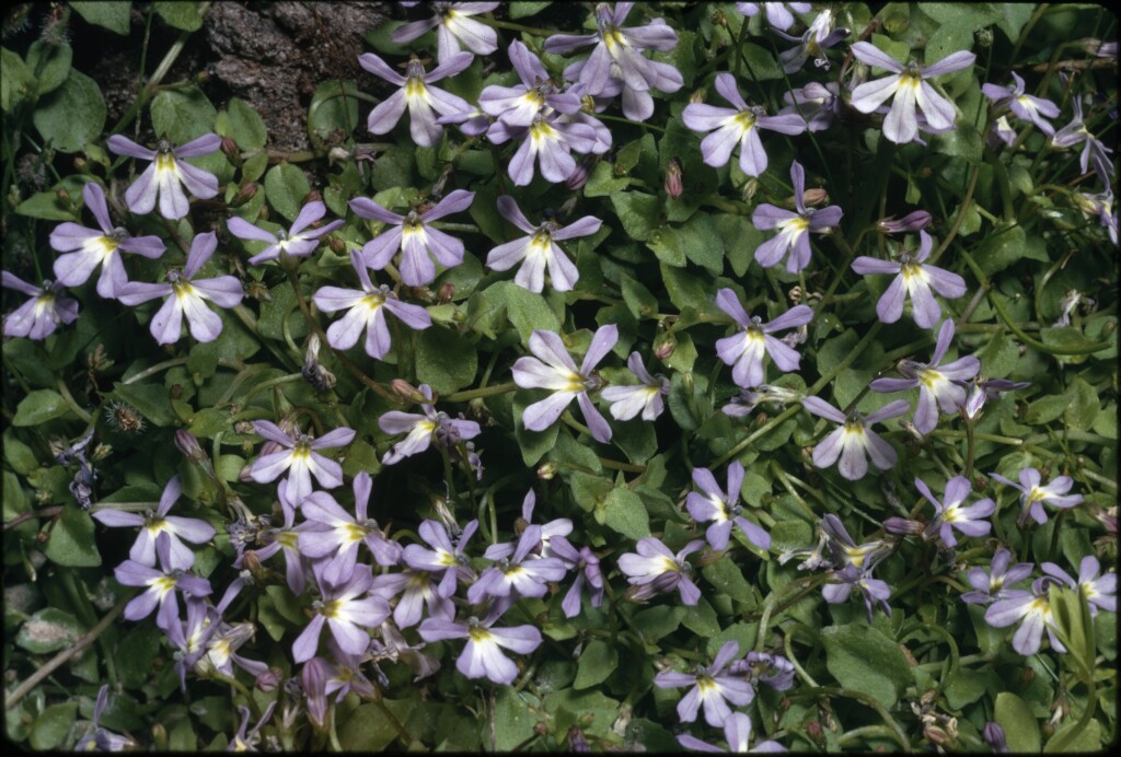 Lobelia pachytricha (hero image)