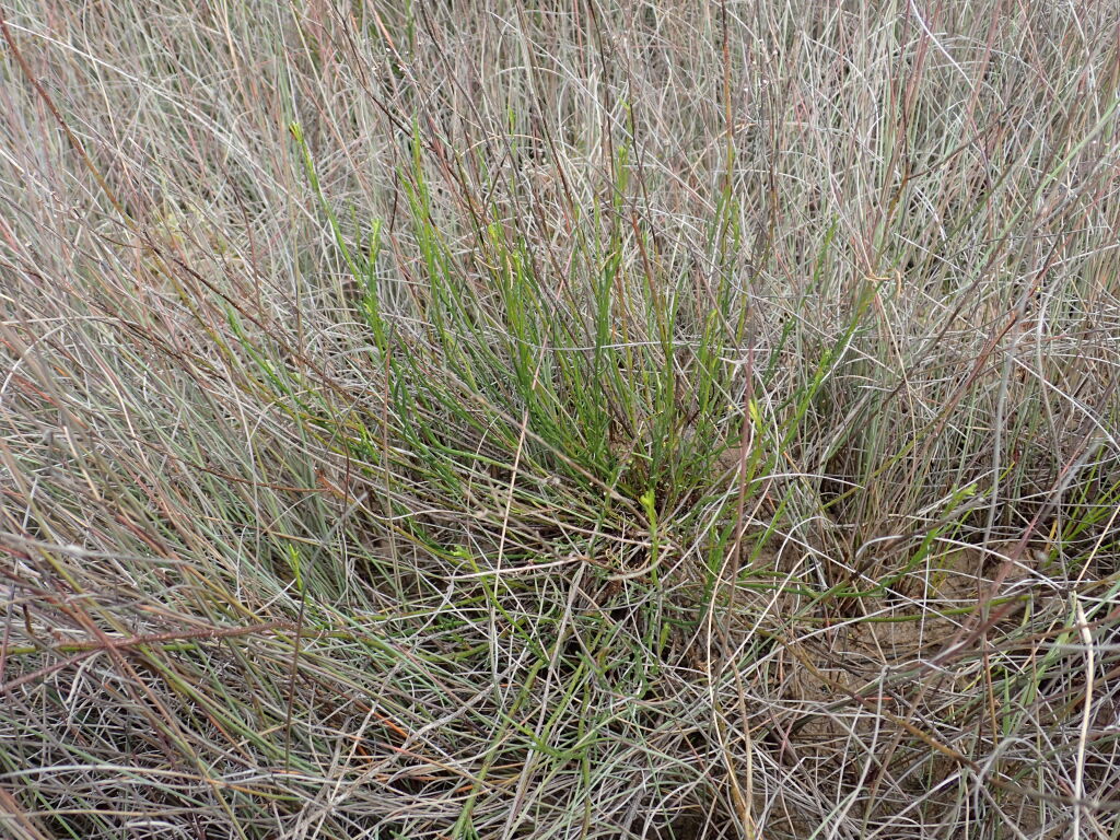 Olearia suffruticosa (hero image)