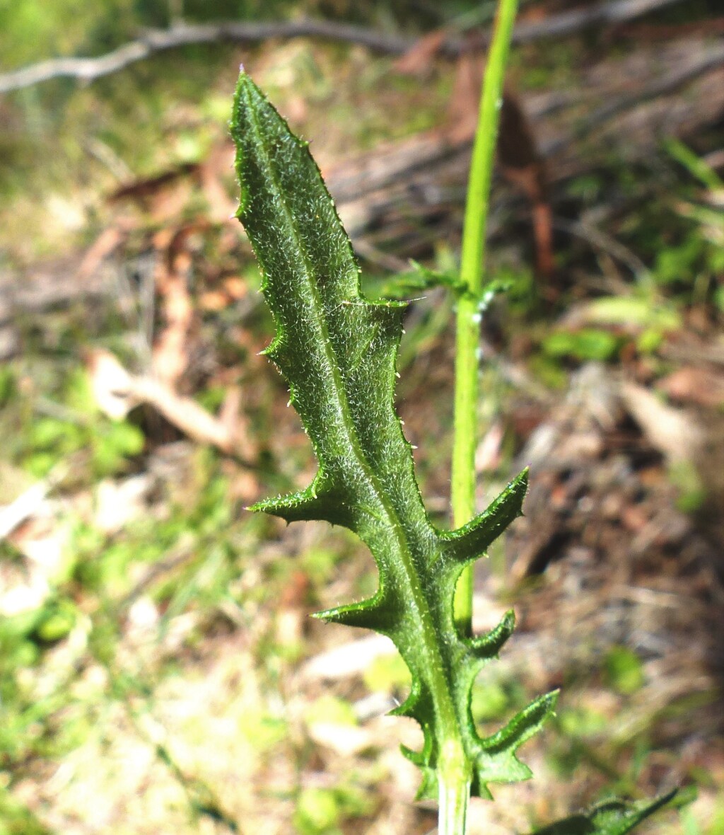 Senecio hispidulus (hero image)