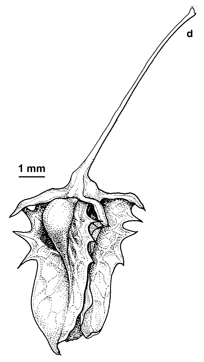 Rumex obtusifolius subsp. obtusifolius (hero image)