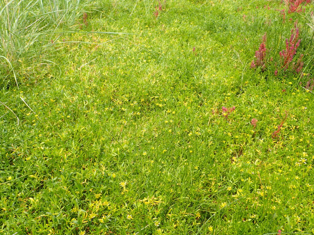 Ranunculus diminutus (hero image)