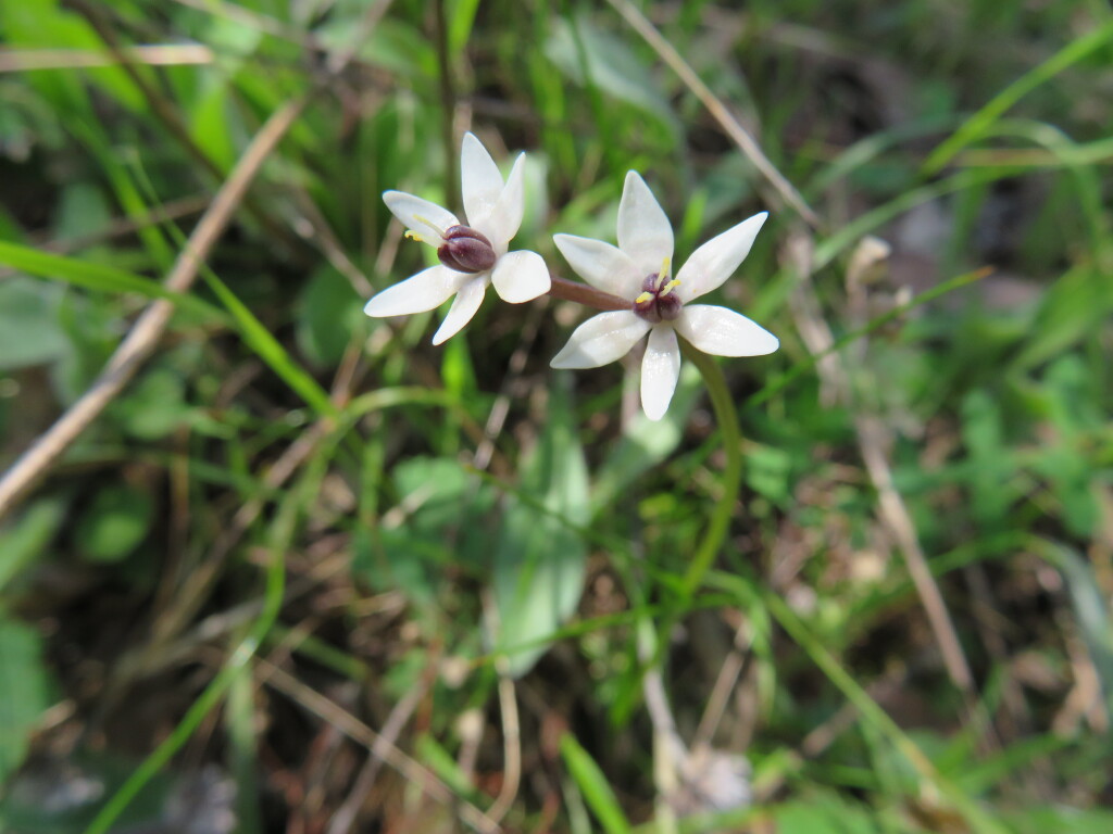 Wurmbea dioica subsp. dioica (hero image)