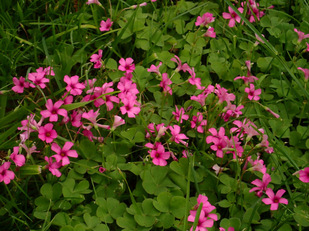 Oxalis articulata (hero image)